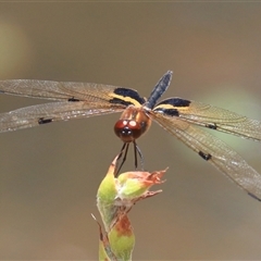 Rhyothemis phyllis at Gibberagee, NSW - 3 Jan 2017 by AaronClausen