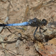 Orthetrum caledonicum at Gibberagee, NSW - 3 Jan 2017 by AaronClausen