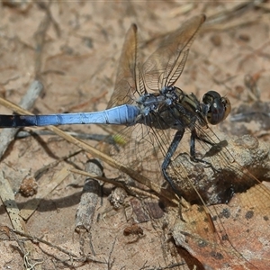 Orthetrum caledonicum at Gibberagee, NSW - 3 Jan 2017 11:30 PM