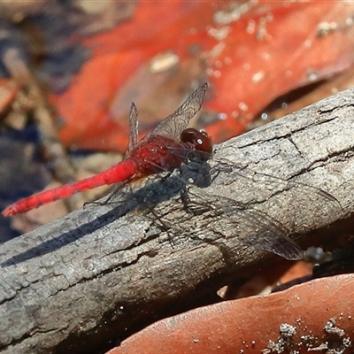 Nannodiplax rubra at Gibberagee, NSW - 3 Jan 2017 by AaronClausen