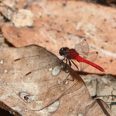 Nannodiplax rubra (Pygmy Percher) at Gibberagee, NSW - 3 Jan 2017 by Bungybird