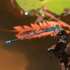 Austroagrion watsoni (Eastern Billabongfly) at Gibberagee, NSW - 4 Jan 2017 by Bungybird