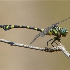 Ictinogomphus australis at Gibberagee, NSW - 3 Jan 2017 by AaronClausen