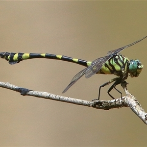 Ictinogomphus australis at Gibberagee, NSW - 4 Jan 2017 01:01 AM