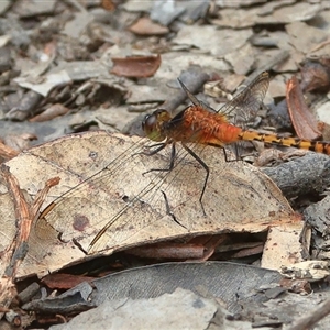 Diplacodes melanopsis at Gibberagee, NSW - 5 Jan 2017 12:43 AM