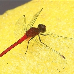 Nannodiplax rubra at Gibberagee, NSW - 4 Jan 2017 by AaronClausen