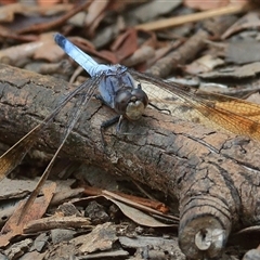 Orthetrum caledonicum (Blue Skimmer) at Gibberagee, NSW - 5 Jan 2017 by Bungybird