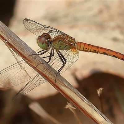 Nannodiplax rubra at Gibberagee, NSW - 4 Jan 2017 by AaronClausen