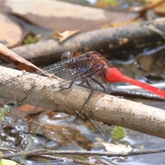 Orthetrum villosovittatum (Fiery Skimmer) at Gibberagee, NSW - 5 Jan 2017 by Bungybird