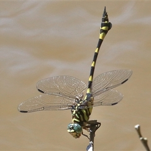 Ictinogomphus australis at Gibberagee, NSW - 11 Jan 2017 01:44 AM