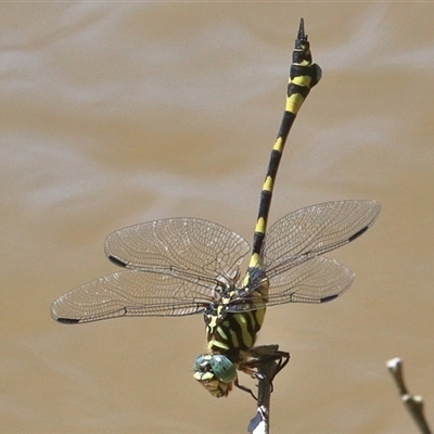 Ictinogomphus australis at Gibberagee, NSW - 10 Jan 2017 by AaronClausen