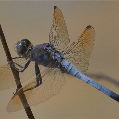 Orthetrum caledonicum (Blue Skimmer) at Gibberagee, NSW - 11 Jan 2017 by Bungybird