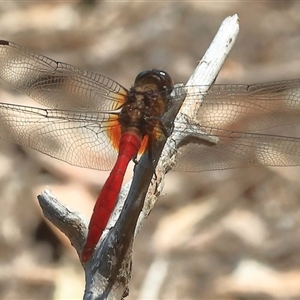 Orthetrum villosovittatum at Gibberagee, NSW - 11 Jan 2017 02:09 AM