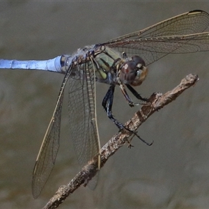 Orthetrum caledonicum at Gibberagee, NSW - 6 Feb 2017