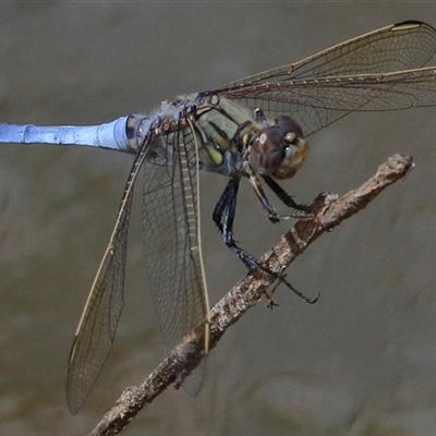 Orthetrum caledonicum (Blue Skimmer) at Gibberagee, NSW - 6 Feb 2017 by Bungybird