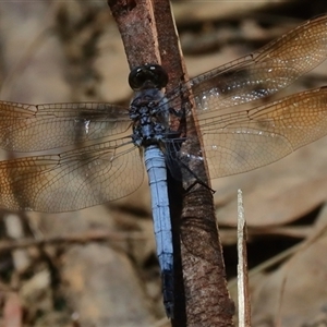 Orthetrum caledonicum at Gibberagee, NSW - 6 Feb 2017 12:21 AM