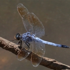 Orthetrum caledonicum (Blue Skimmer) at Gibberagee, NSW - 6 Feb 2017 by Bungybird