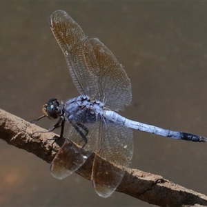 Orthetrum caledonicum at Gibberagee, NSW - 6 Feb 2017