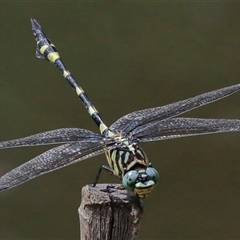 Ictinogomphus australis at Gibberagee, NSW - 5 Feb 2017 by AaronClausen