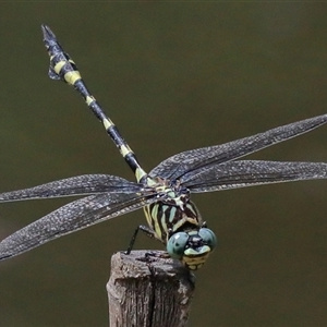 Ictinogomphus australis at Gibberagee, NSW - 6 Feb 2017 01:22 AM