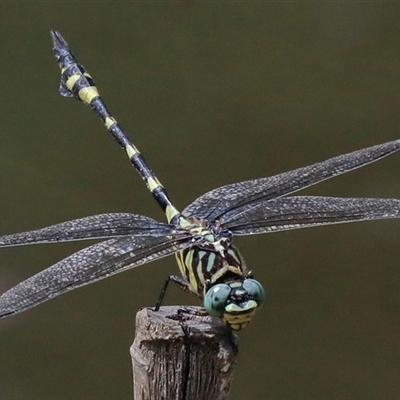 Ictinogomphus australis (Australian Tiger) at Gibberagee, NSW - 6 Feb 2017 by Bungybird