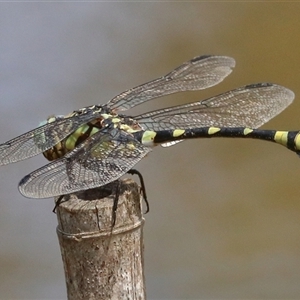 Ictinogomphus australis at Gibberagee, NSW - 6 Feb 2017 12:47 AM