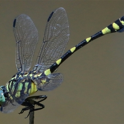 Ictinogomphus australis (Australian Tiger) at Gibberagee, NSW - 6 Feb 2017 by Bungybird