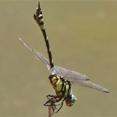 Ictinogomphus australis (Australian Tiger) at Gibberagee, NSW - 6 Feb 2017 by Bungybird