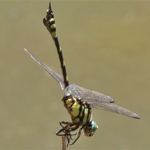 Ictinogomphus australis at Gibberagee, NSW - 6 Feb 2017