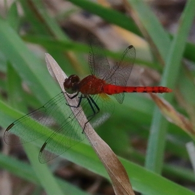 Nannodiplax rubra at Gibberagee, NSW - 5 Feb 2017 by AaronClausen