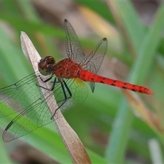 Nannodiplax rubra (Pygmy Percher) at Gibberagee, NSW - 6 Feb 2017 by Bungybird