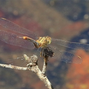 Diplacodes bipunctata at Gibberagee, NSW - 21 Dec 2017