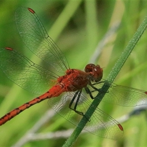 Diplacodes bipunctata at Gibberagee, NSW - 21 Dec 2017