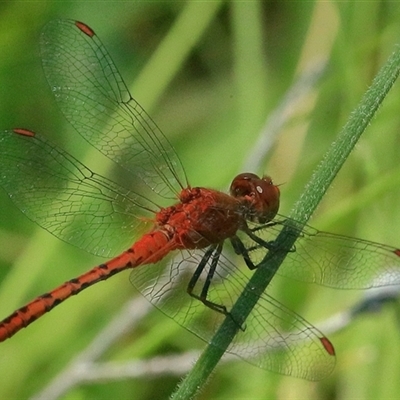 Diplacodes bipunctata at Gibberagee, NSW - 20 Dec 2017 by AaronClausen