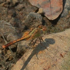 Diplacodes bipunctata (Wandering Percher) at Gibberagee, NSW - 21 Dec 2017 by Bungybird