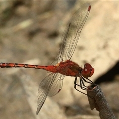 Diplacodes bipunctata at Gibberagee, NSW - 20 Dec 2017 by AaronClausen