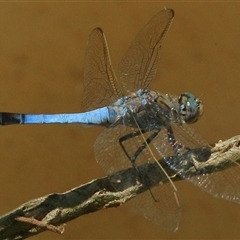 Orthetrum caledonicum at Gibberagee, NSW - 20 Dec 2017 by AaronClausen