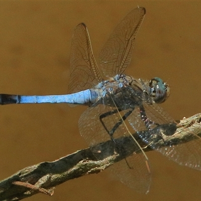 Orthetrum caledonicum (Blue Skimmer) at Gibberagee, NSW - 21 Dec 2017 by Bungybird