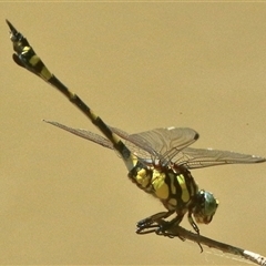 Ictinogomphus australis at Gibberagee, NSW - 20 Dec 2017 by AaronClausen