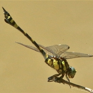 Ictinogomphus australis at Gibberagee, NSW - 21 Dec 2017