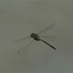 Hemicordulia australiae at Gibberagee, NSW - 20 Dec 2017 by AaronClausen