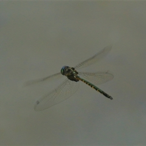 Hemicordulia australiae at Gibberagee, NSW - 21 Dec 2017