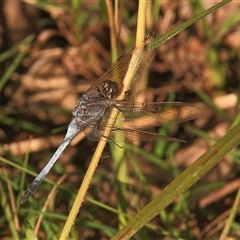 Orthetrum caledonicum (Blue Skimmer) at Gibberagee, NSW - 25 Mar 2009 by Bungybird