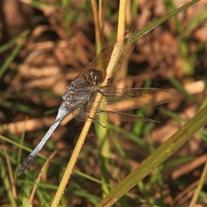 Orthetrum caledonicum at Gibberagee, NSW - 25 Mar 2009 04:47 AM