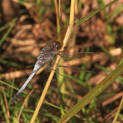 Orthetrum caledonicum at Gibberagee, NSW - 24 Mar 2009 by AaronClausen