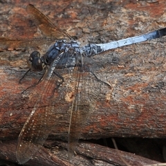 Orthetrum caledonicum at Gibberagee, NSW - 26 Mar 2009 by AaronClausen