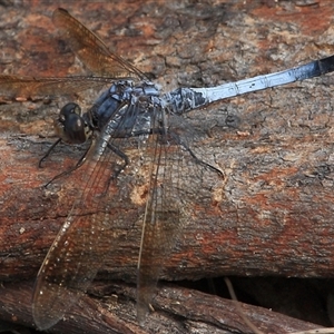 Orthetrum caledonicum at Gibberagee, NSW - 26 Mar 2009 11:13 PM