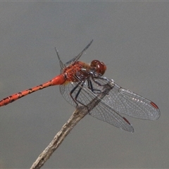 Diplacodes bipunctata (Wandering Percher) at Gibberagee, NSW - 10 Nov 2016 by Bungybird