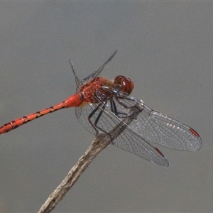 Diplacodes bipunctata at Gibberagee, NSW - 10 Nov 2016