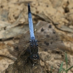 Orthetrum caledonicum at Gibberagee, NSW - 9 Nov 2016 by AaronClausen